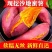 【西瓜红】开封通许红薯货量大沙地种植无擦伤无断头薯形好
