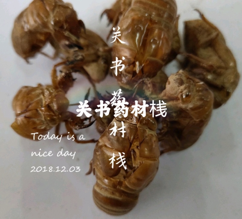 蝉蜕新货无杂质批发零售1000g起批关书药业