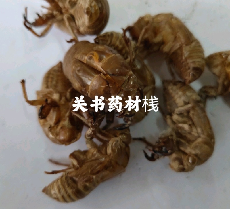 蝉蜕新货无杂质批发零售1000g起批关书药业