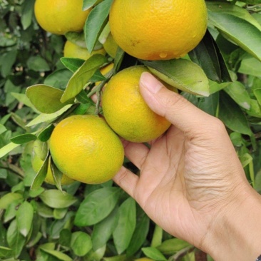 卷桥蜜桔