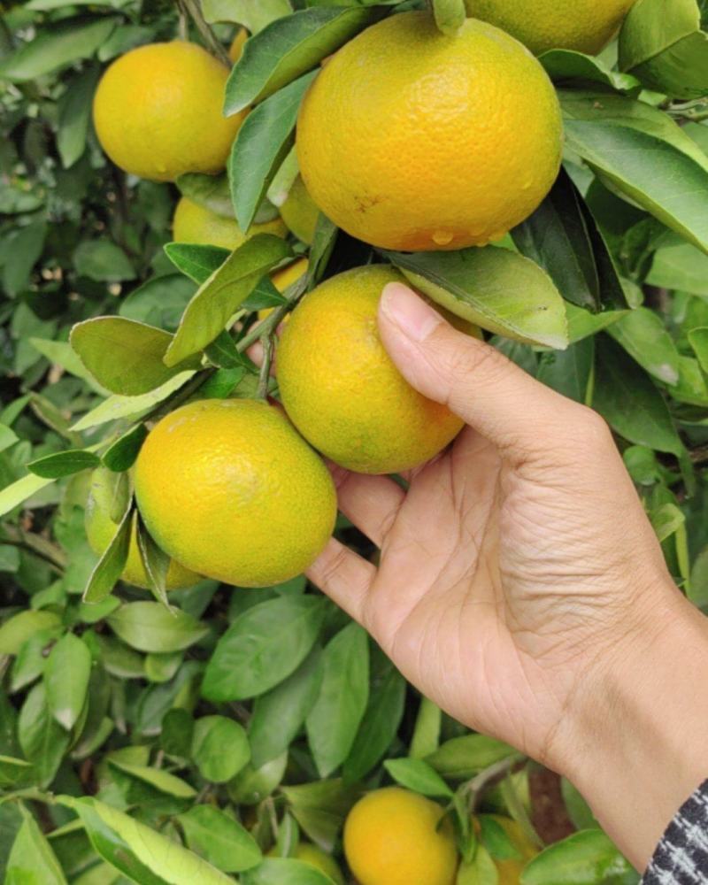 卷桥蜜桔