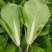 山东快菜大棚快菜新鲜快菜大量供货产地直供全国配送代发