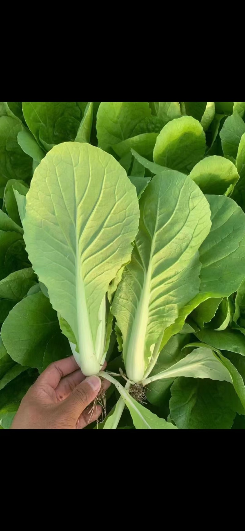 山东快菜大棚快菜新鲜快菜大量供货产地直供全国配送代发