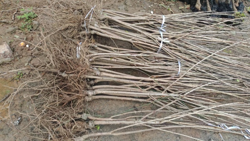 车厘子大樱桃苗，基地培育自产自销，品种保证，质量可靠