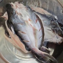 进口腌制翻骨巴沙鱼