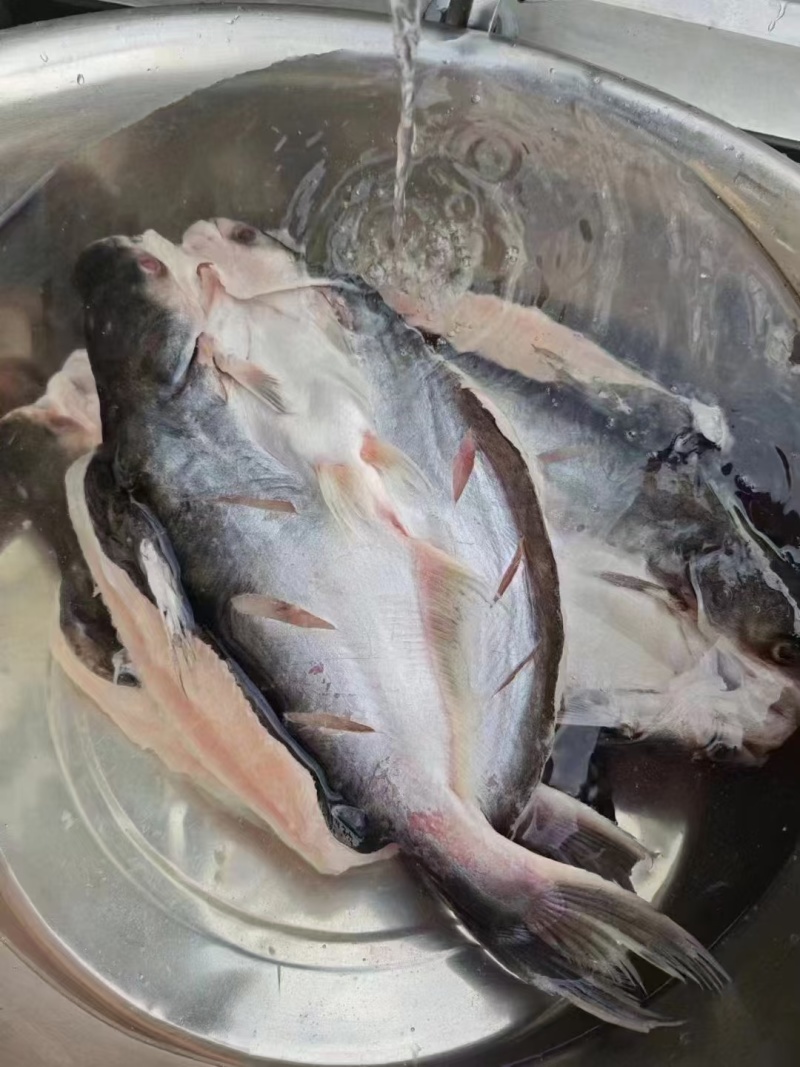 进口腌制翻骨巴沙鱼