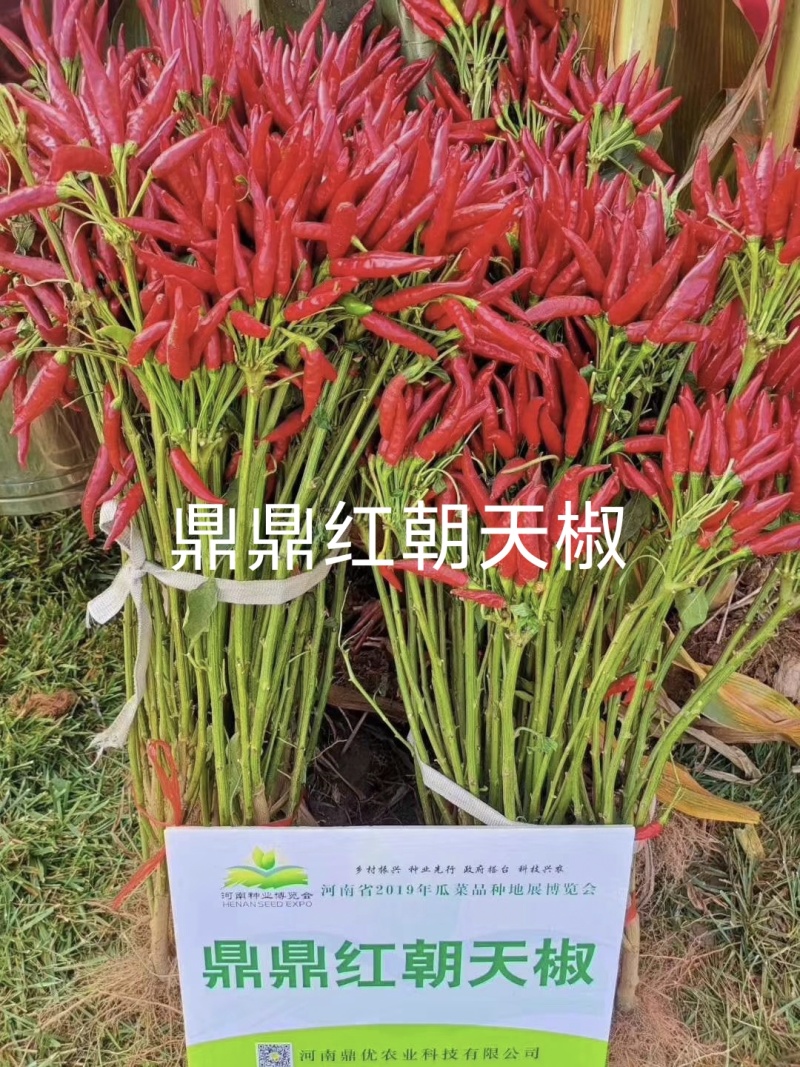 鼎鼎红朝天椒种子早熟果色深红结籽量大长9-10厘米粗