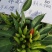 鼎鼎红朝天椒种子早熟果色深红结籽量大长9-10厘米粗
