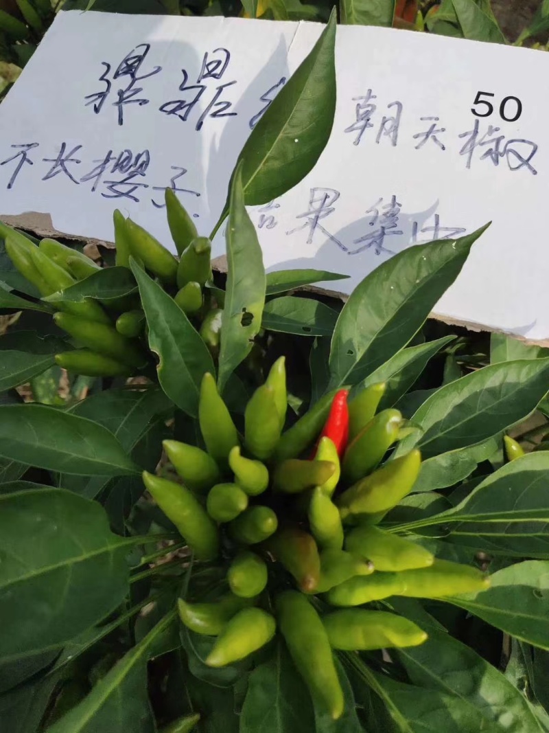 鼎鼎红朝天椒种子早熟果色深红结籽量大长9-10厘米粗