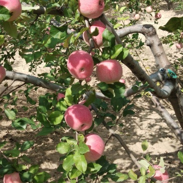 红富士苹果