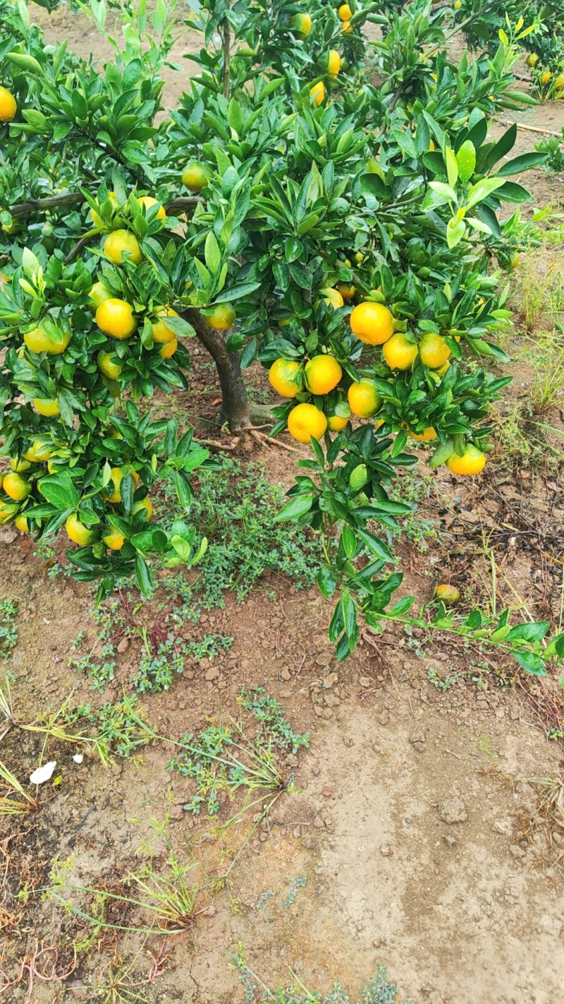 蜜橘