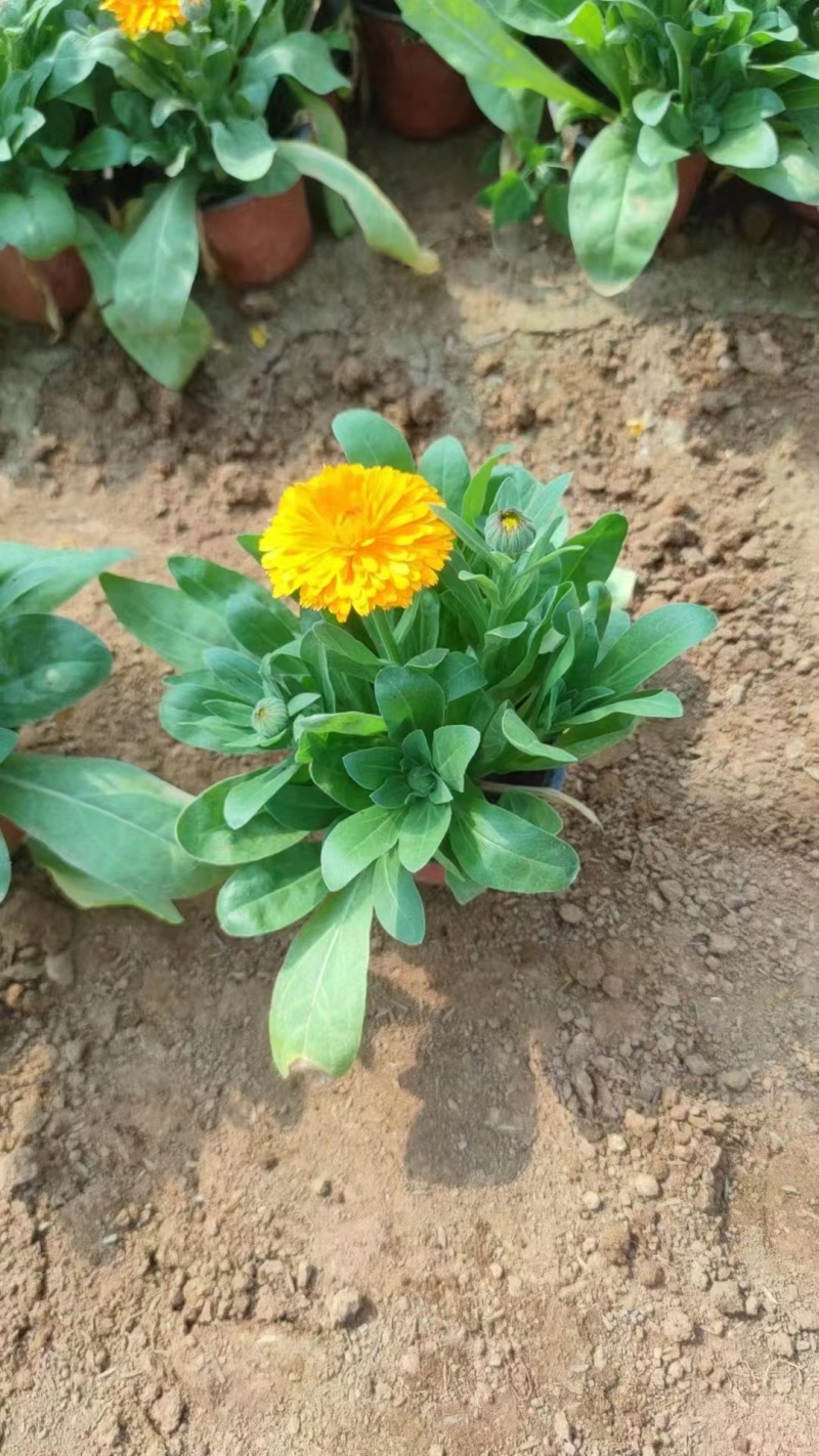金盏菊