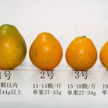 融安金桔，脆蜜金桔，滑皮金桔