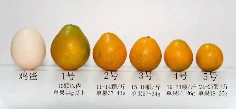 融安金桔，脆蜜金桔，滑皮金桔