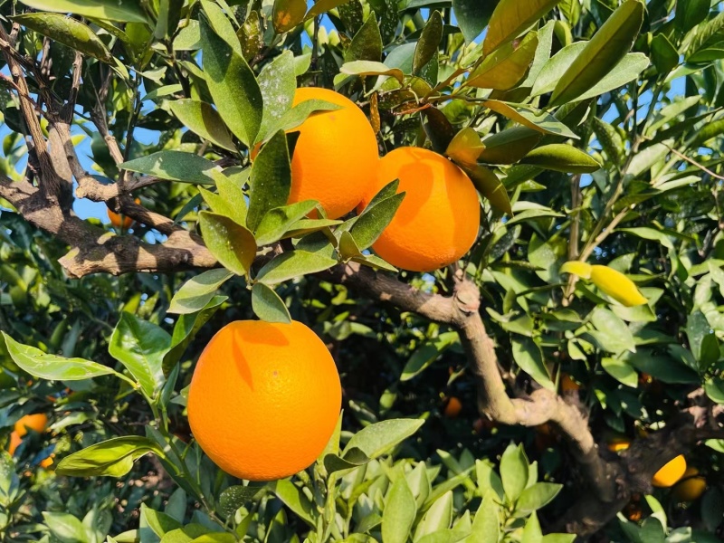 脐橙