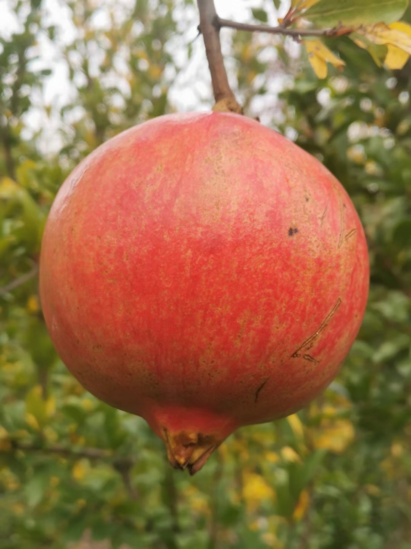 软籽石榴粒大软籽粒粒爆汁量大从优质量保证欢迎来电