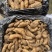 新鲜天麻现挖现发鲜天麻批发红麻杂交天麻一手货源