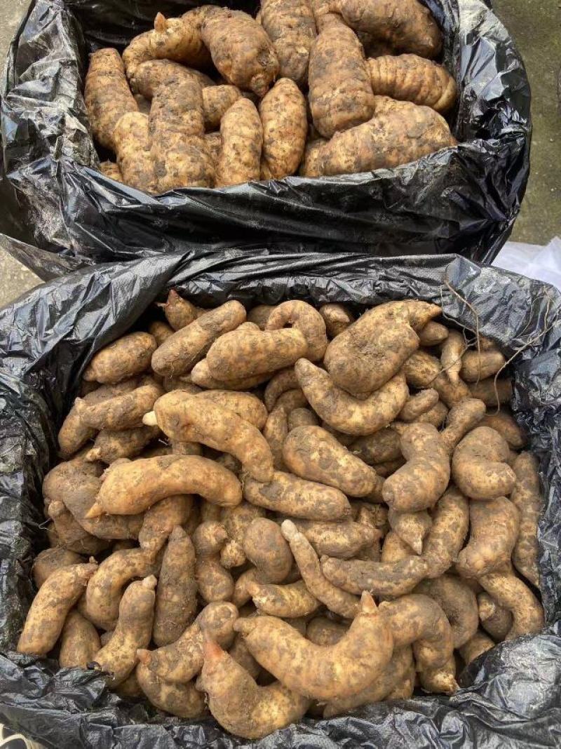 新鲜天麻现挖现发鲜天麻批发红麻杂交天麻一手货源