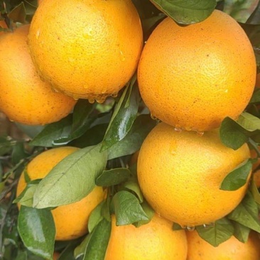 脐橙