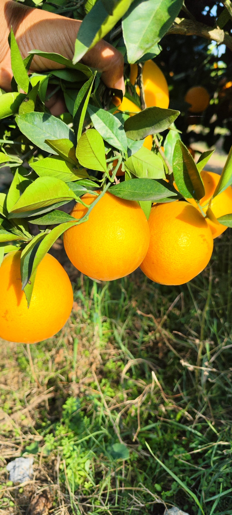 脐橙