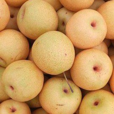 绥中白梨