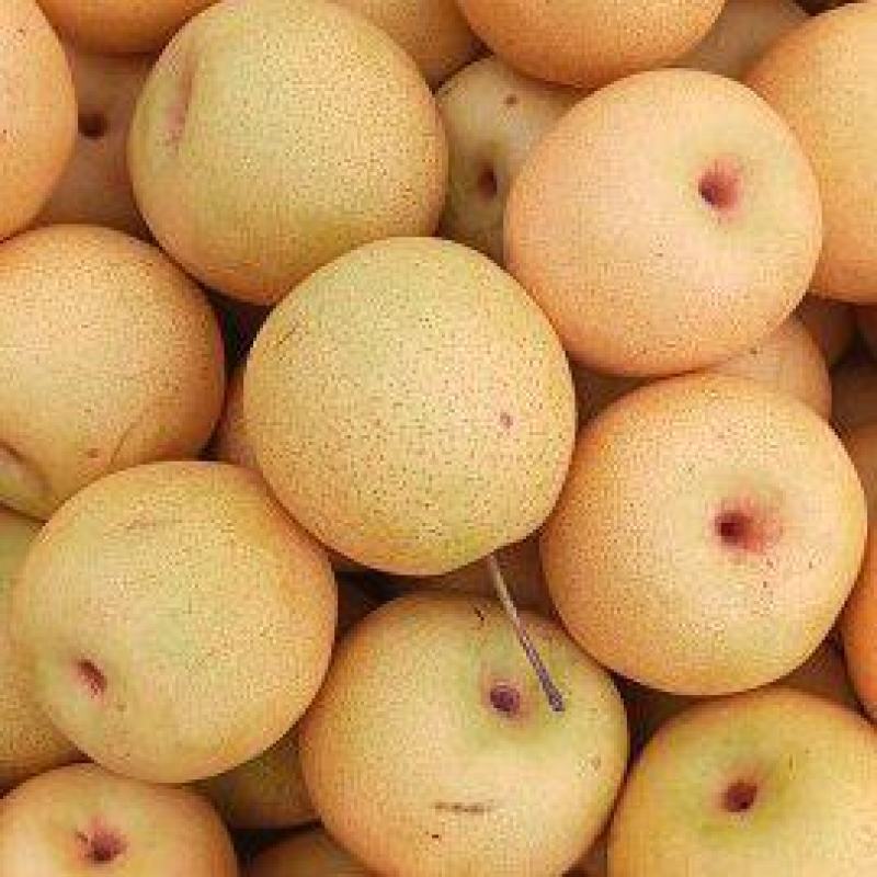 绥中白梨