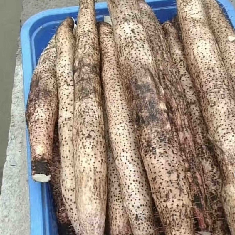 大量本地淮山上市新鲜现挖
