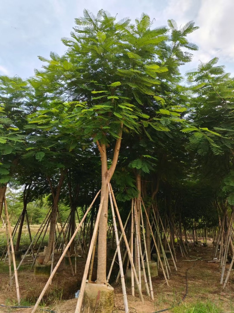 骨架凤凰木10～35公分基地直发规格齐全质量优质