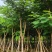 骨架凤凰木10～35公分基地直发规格齐全质量优质