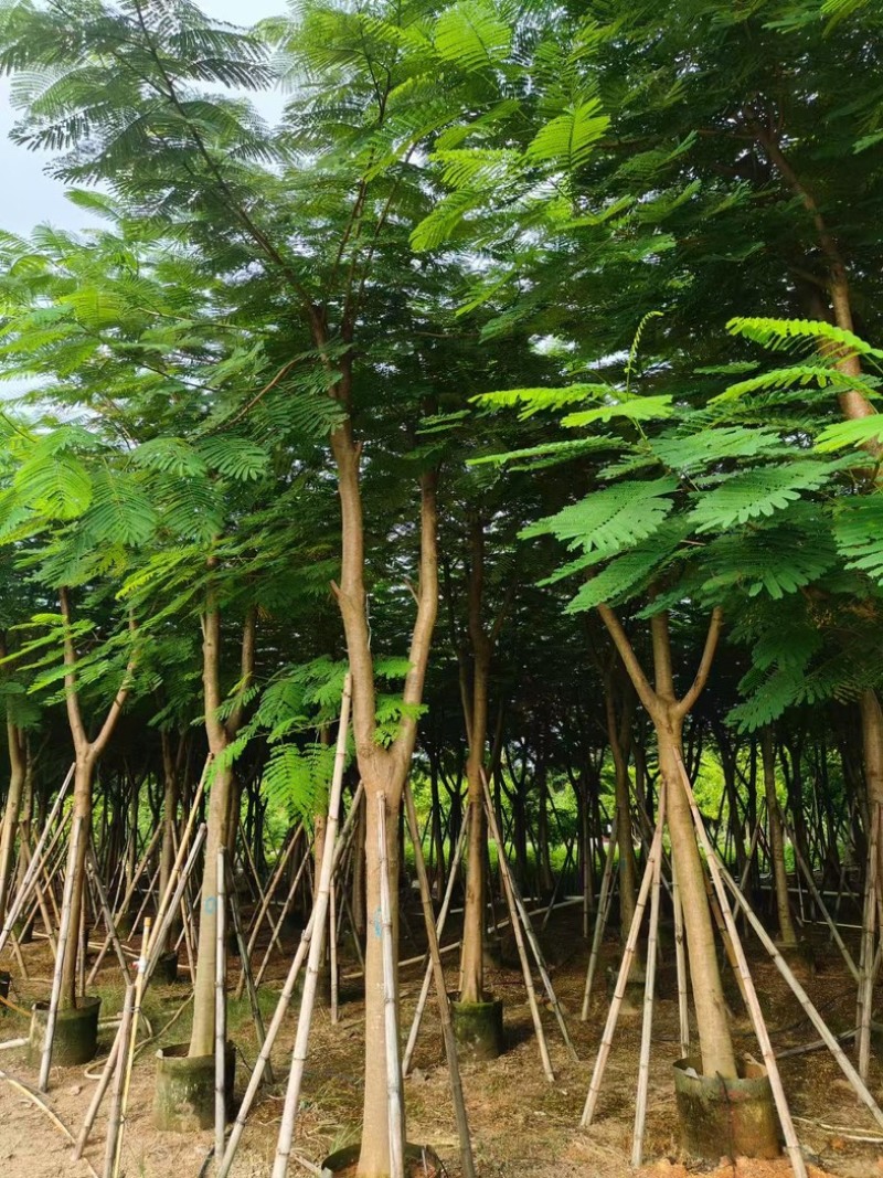 骨架凤凰木10～35公分基地直发规格齐全质量优质