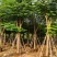 骨架凤凰木10～35公分基地直发规格齐全质量优质