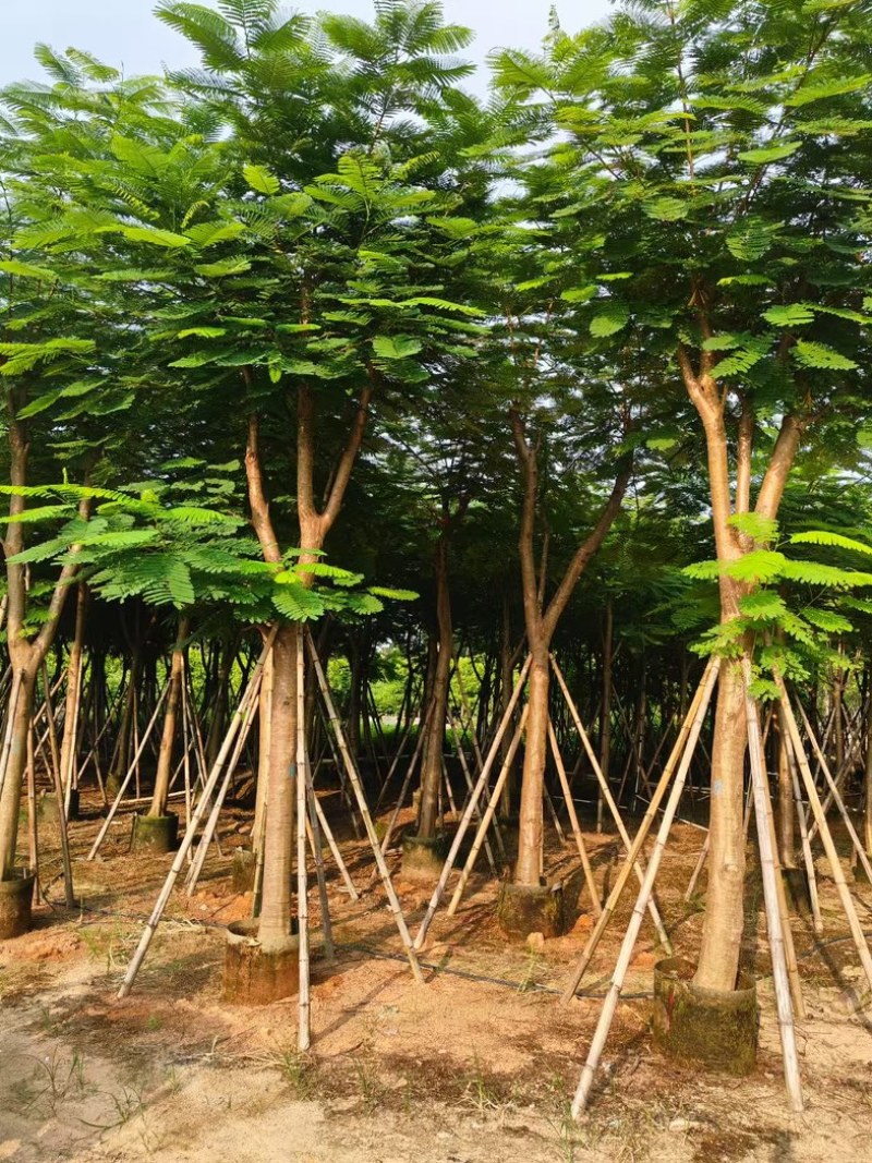 骨架凤凰木10～35公分基地直发规格齐全质量优质
