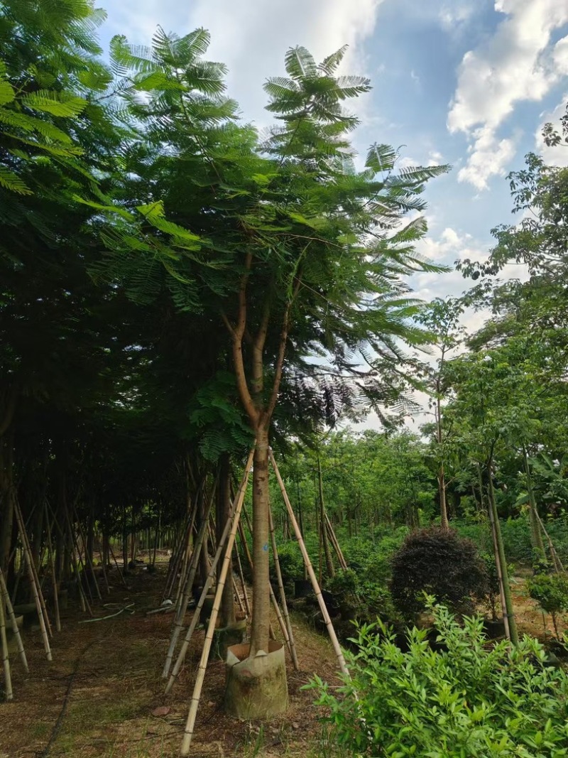 骨架凤凰木10～35公分基地直发规格齐全质量优质