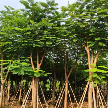 骨架凤凰木10～35公分基地直发规格齐全质量优质