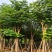 骨架凤凰木10～35公分基地直发规格齐全质量优质