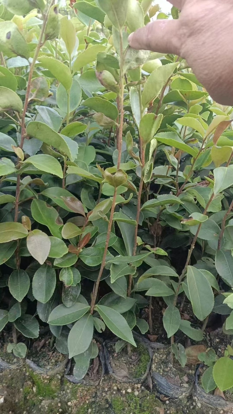 油茶20～30高基地直发规格齐全质量优质