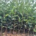 油茶20～30高基地直发规格齐全质量优质