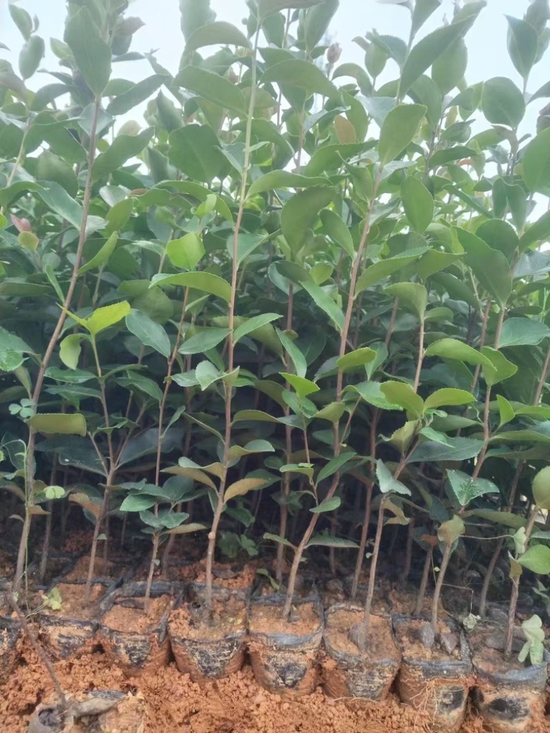 油茶20～30高基地直发规格齐全质量优质