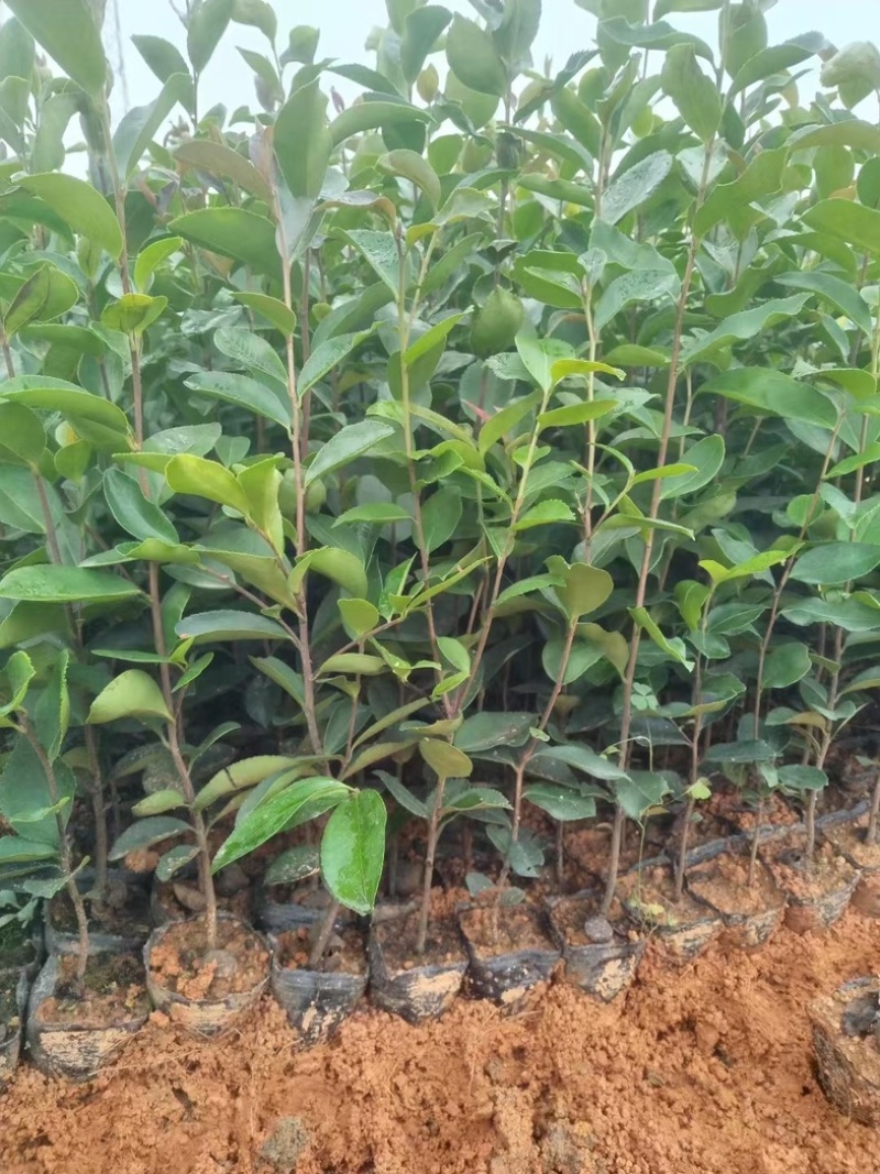 油茶20～30高基地直发规格齐全质量优质
