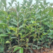 油茶20～30高基地直发规格齐全质量优质