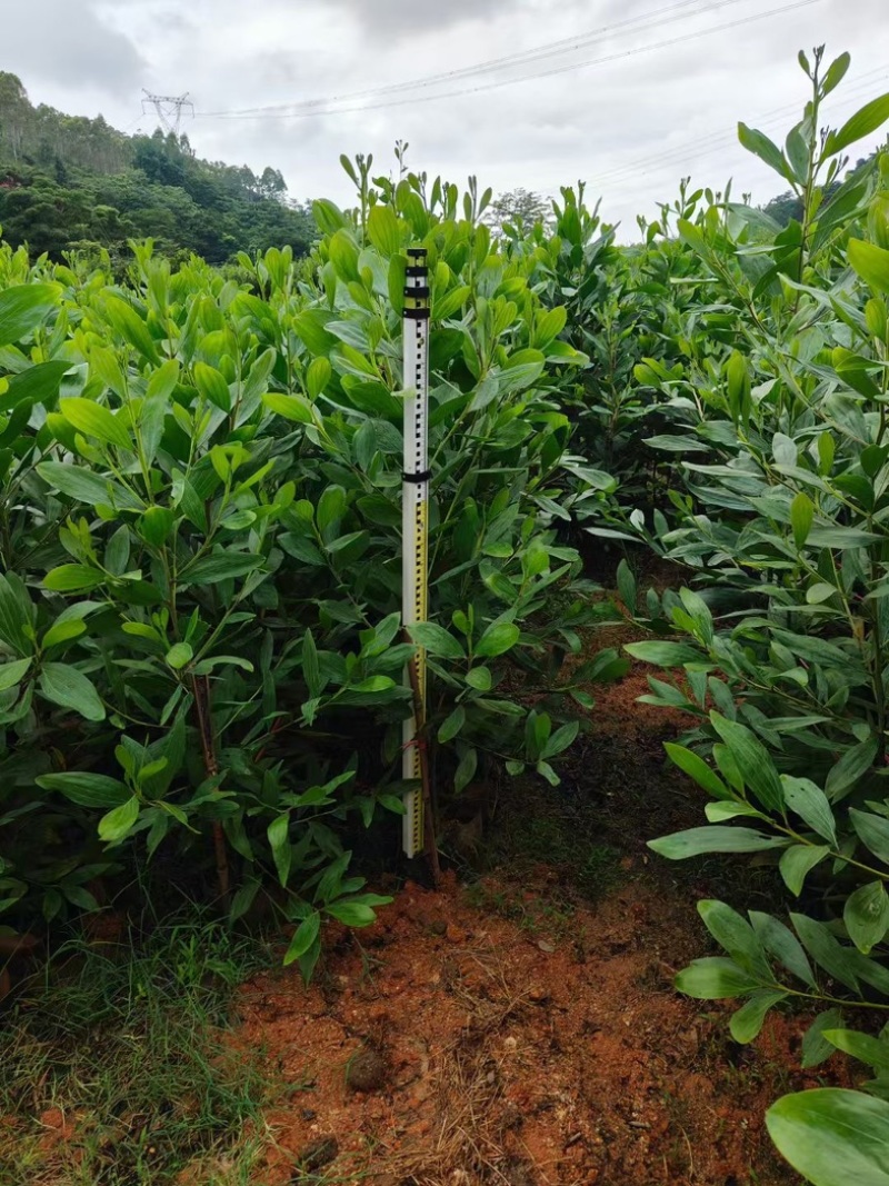 马占相思1至3米高基地直发规格齐全质量优质