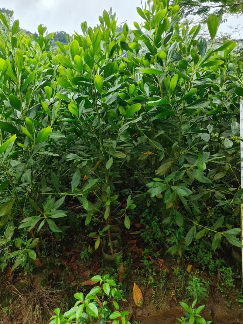 马占相思1至3米高基地直发规格齐全质量优质