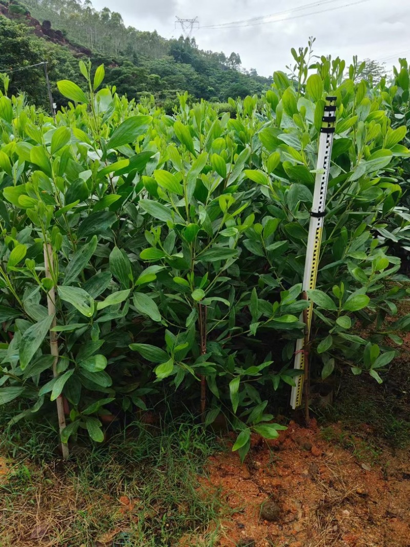 马占相思1至3米高基地直发规格齐全质量优质