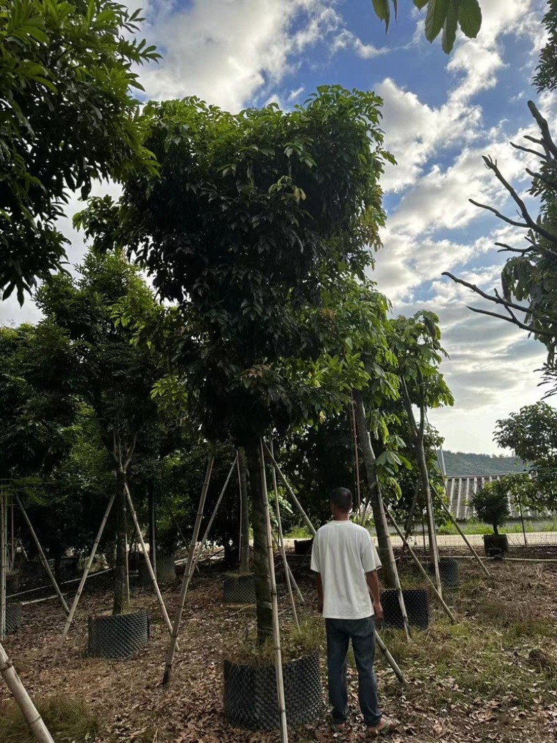 海南红豆树12～20公分基地直发规格齐全质量优质