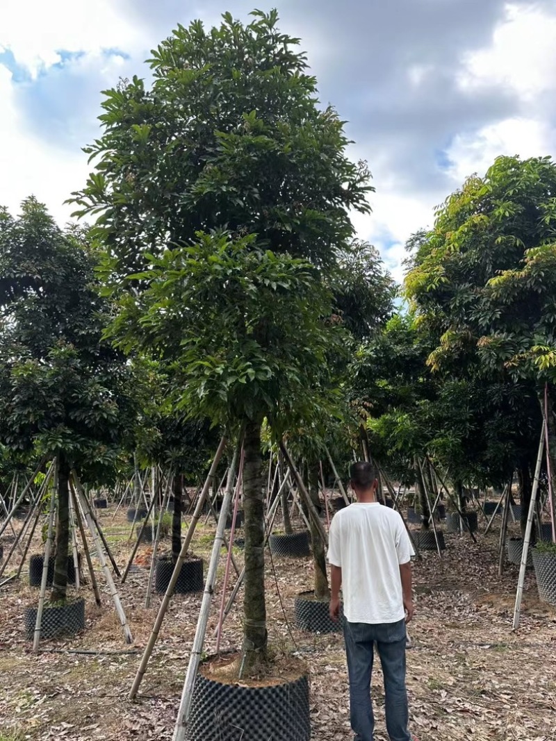 海南红豆树12～20公分基地直发规格齐全质量优质