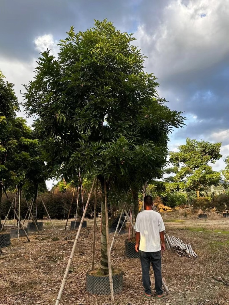 海南红豆树12～20公分基地直发规格齐全质量优质