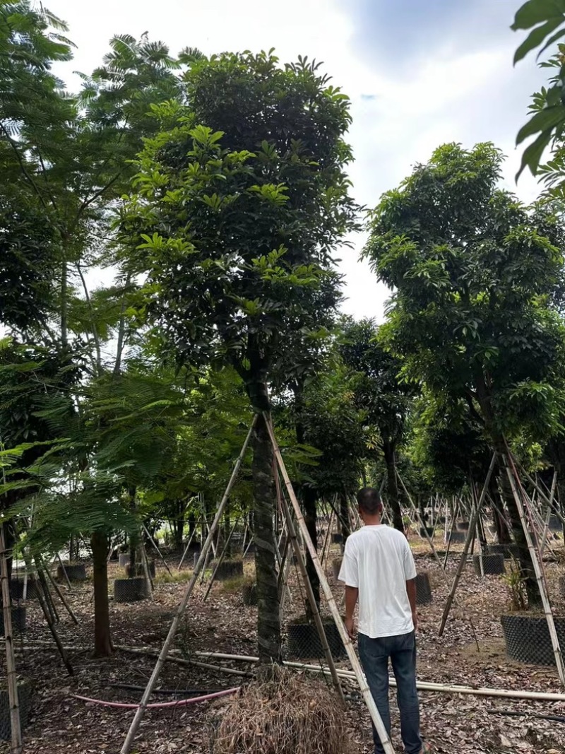 海南红豆树12～20公分基地直发规格齐全质量优质