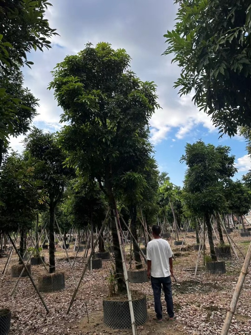 海南红豆树12～20公分基地直发规格齐全质量优质
