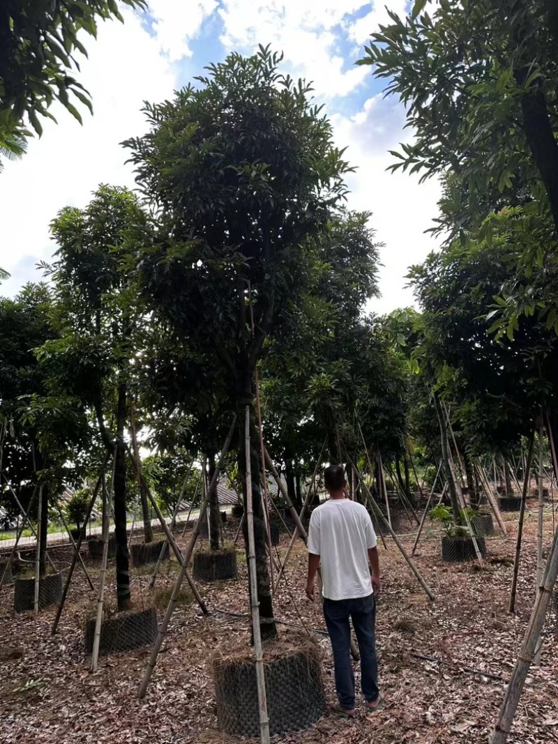 海南红豆树12～20公分基地直发规格齐全质量优质