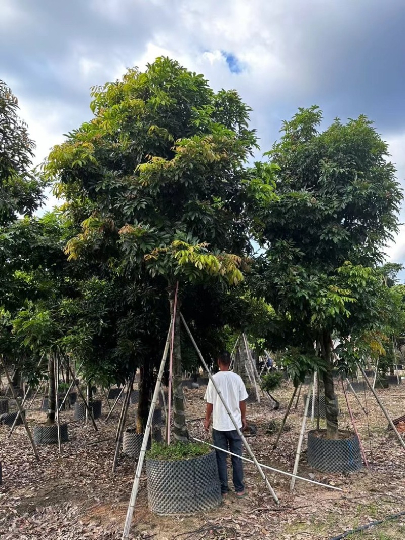 海南红豆树12～20公分基地直发规格齐全质量优质